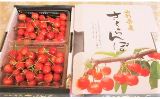 さくらんぼ（佐藤錦）８００ｇ　0025-2603