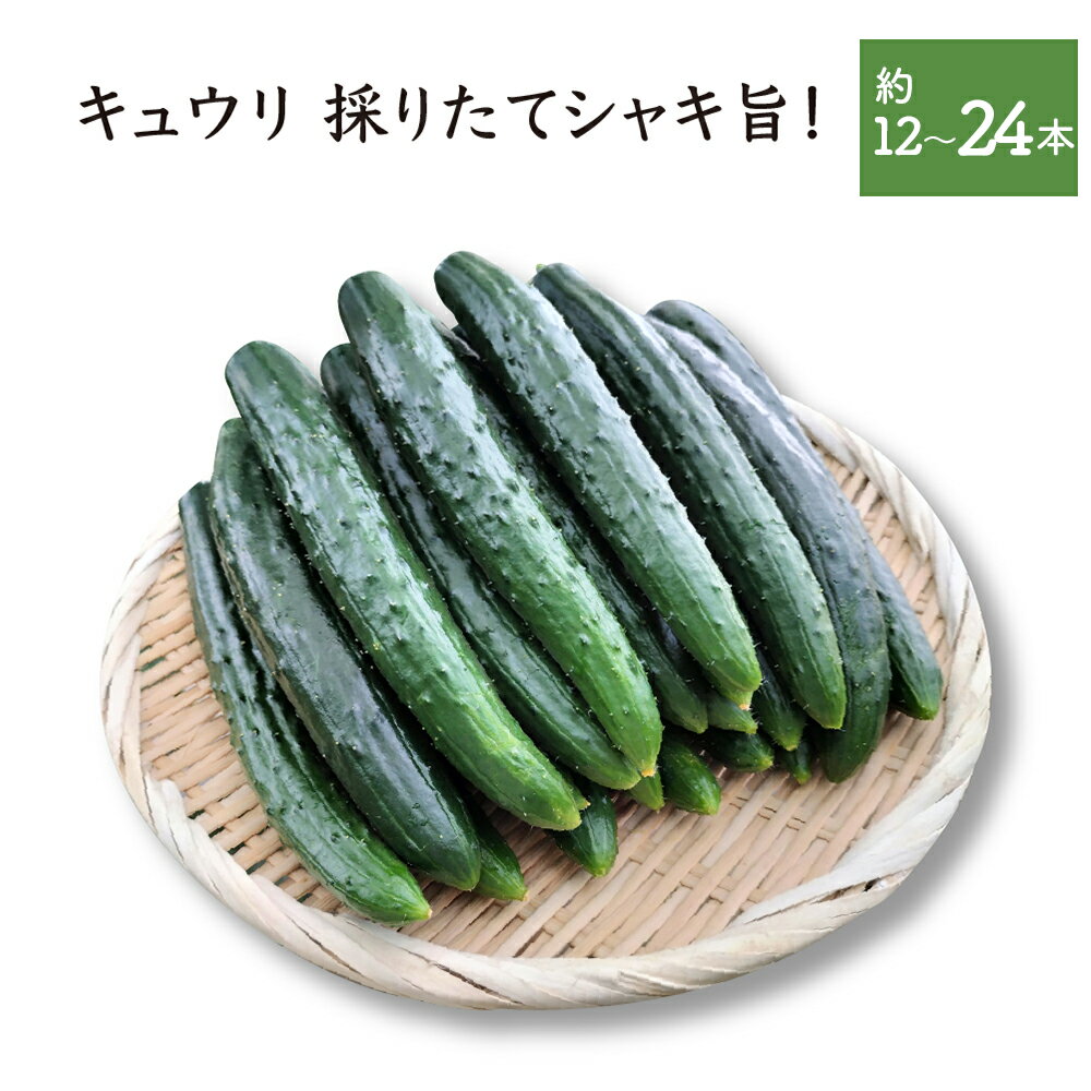 【ふるさと納税】【選べる内容量！】キュウリ 採りたてシャキ旨！ 約1500g or 3000g 【40P3219・80P3205】