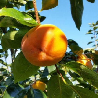 【2026年度発送分】富有柿とキウイフルーツの詰合せ