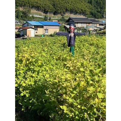 ふるさと納税 郡上市 生えごま油 |  | 02
