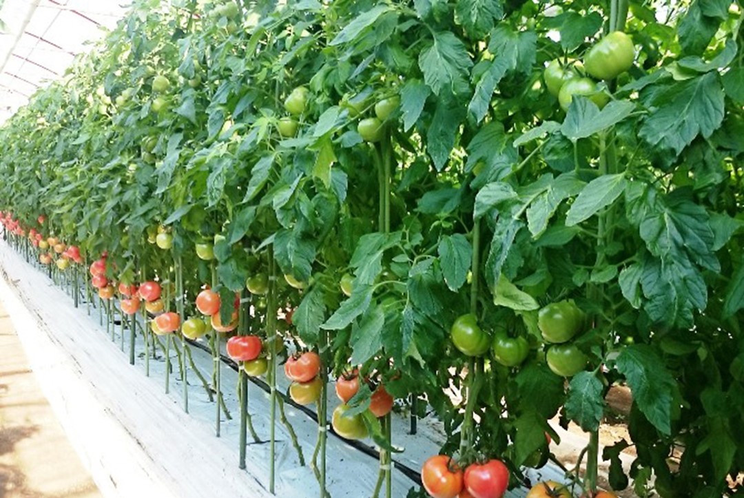 長生（ながいき）とまと１箱（20～24個(約4kg)）一宮町産 トマト