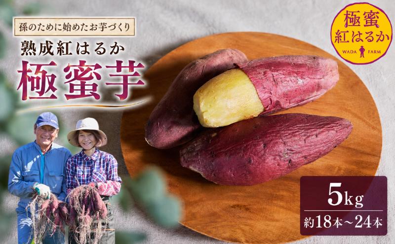 【 冬季 限定 】【 先行予約 】 高知県産 熟成紅はるか 極蜜芋 5kg ｜ 紅はるか さつまいも 生芋 熟成芋 高知 焼き芋 やきいも おやつ 農家直送 産地直送 ギフト WADA FARM 高知