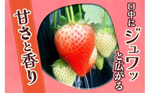 やさしさ仕立ての とちあいか 280g×8P 【2027年先行予約】 栃木県 矢板市