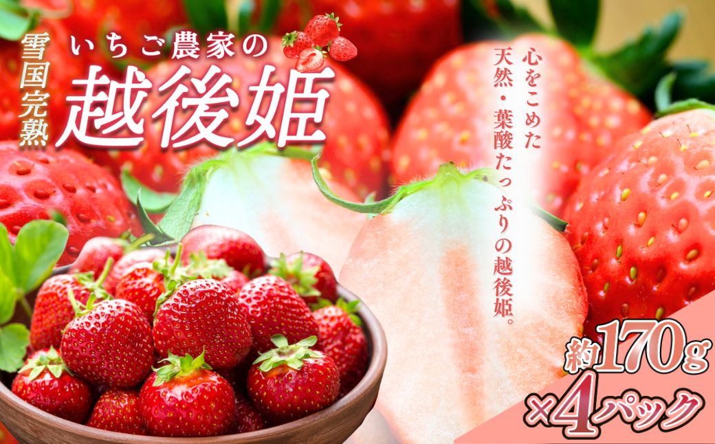 いちご 雪国完熟越後姫 約170g×4P 苺 イチゴ フルーツ 完熟 