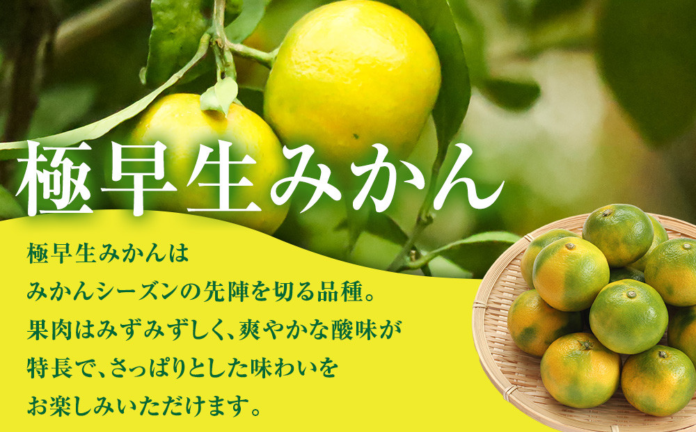 有田みかん専門店 有田の太陽®ファミリー 極早生 有田みかん 9.5kg＋補償分100g 山採れ・サイズ・等級 混合