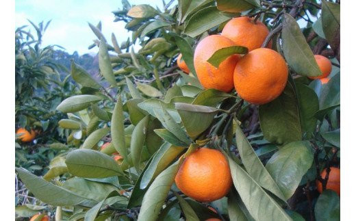 【2025年11月発送予約分】＼光センサー選別／農家直送 こだわりの有田みかん 約2kg＋250g(傷み補償分) 【ご家庭用】【11月発送】みかん ミカン 有田みかん 温州みかん 柑橘 有田 和歌山 