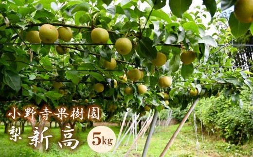 梨「新高」約5kg（6～10玉入）【小野寺果樹園】｜梨 ナシ こだわりの梨 フルーツ 果物 旬の梨 宮城県角田市 約5kg