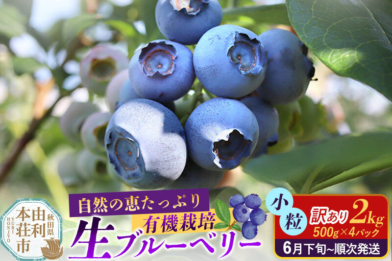 《先行受付》【訳あり】田口農園 秋田県産 小粒 ブルーベリー 生 合計2kg（500g×4パック） 【6月下旬から順次発送】 [ブルーベリー 有機栽培 生 新鮮 安心 安全 訳あり 小粒 おいしい 美味い 自慢 機能性食品 ヨーグルト 秋田県 由利本荘市 田口農園]
