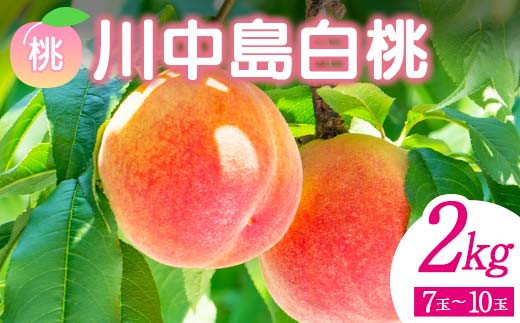 
            ＜先行予約＞ 福島県産 甘くてジューシー 桃 川中島 白桃 2kg（7玉～10玉） モモ フルーツ 果物 福島県 鏡石町 F6Q-141
          