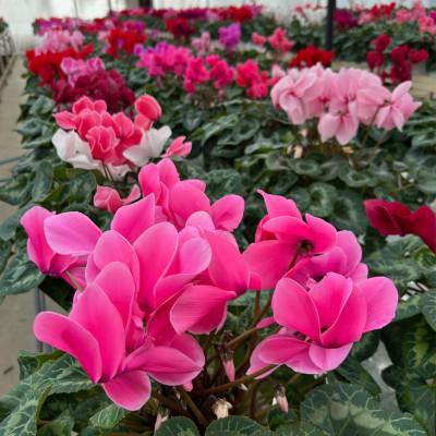 ふるさと納税 花巻市 花巻温泉バラ園で育った「シクラメン」5号鉢 <2025年11月より順次発送> |  | 01