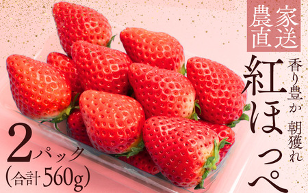 【先行予約＿2026年出荷分】いちご 紅ほっぺいちご 280g×2パック