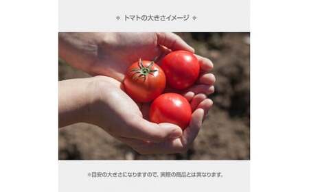 ＜2026年1月下旬より発送＞濃厚フルーツトマト1kg 糖度8度以上 期間限定 フルーツトマト ふるーつとまと とまと トマト 甘い 濃厚 美味しい 箱入り 贈答 野菜 料理【池トマト】 [BQAG0
