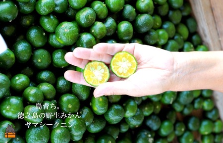 南の島育ちの素敵なバスソルト TOKUNOSHIMA BATH SALT（ヤマシークニン3本） ( シークニン ヤマシークニン 柑橘 野みかん バスソルト 入浴剤 お風呂 美容 日用品 徳之島 奄美 