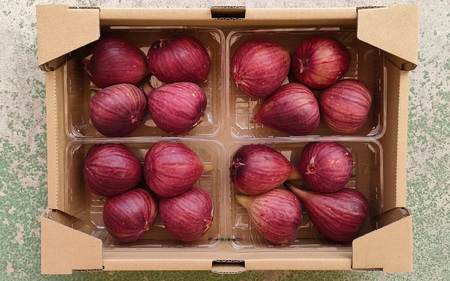【数量限定】 淡路島産 無花果4パック(約1.6kg) いちじく / いちじく イチジク