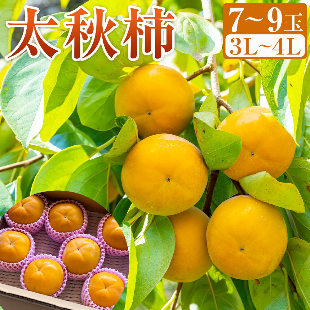 【ふるさと納税】【先行予約】三浦農園 太秋柿 7玉から9玉 (3Lから4L) 【2026年10月上旬から10月下旬 出荷予定】柿 かき カキ フルーツ 果実 果物 常温 送料無料 福岡県 うきは市