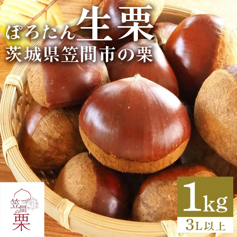 【ふるさと納税】【2026年 秋 先行予約】 笠間の栗・箱田農園の生栗「ぽろたん」1kg（3L以上） 栗 クリ くり 生栗 茨城県 笠間市 送料無料