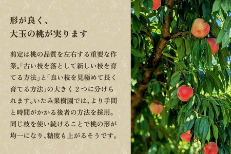 【2026年先行予約】新潟県産 厳選旬のもも 約2kg（1品種） 桃