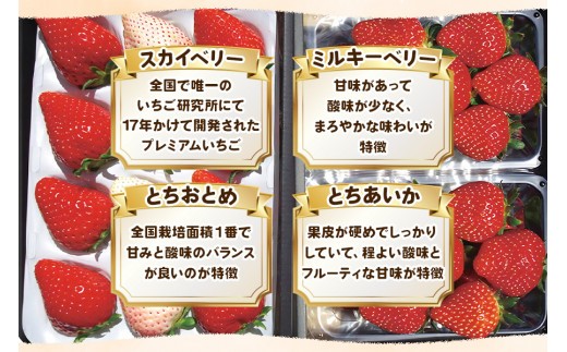 【3月以降発送】いちご4品種 食べ比べセット 960g（とちあいか・とちおとめ・ミルキーベリー・ スカイベリー） 澳原いちご農園 | いちご 苺 イチゴ フルーツ 果物 産地直送 栃木県産 【3月以降