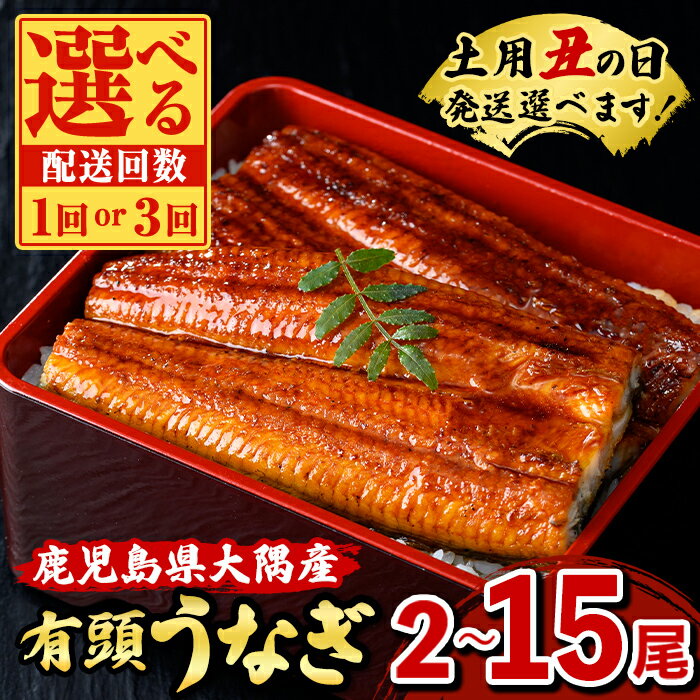 【ふるさと納税】＜土用丑の日発送も選べる！＞うなぎ蒲焼・大(有頭)( 2尾 〜 15尾 )(タレ・山椒付)鹿児島 国産 鰻 うなぎ ウナギ 蒲焼き うな丼 うな重 ひつまぶし 土用の丑の日 真空パック 贈答 ギフト 定期便 全3回 毎月発送 【一般社団法人きもつき宇宙協議会】