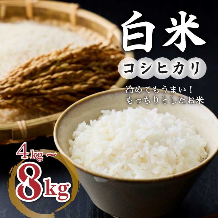 【ふるさと納税】白米【冷めても美味しいコシヒカリ】｜最短4〜7日程度でお届け　※着日指定不可【小田農園】