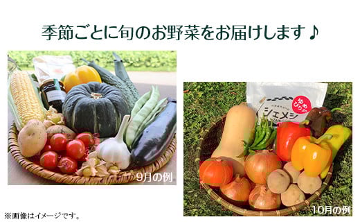 【９月発送】道の駅あかいがわ直売所の野菜詰合せ