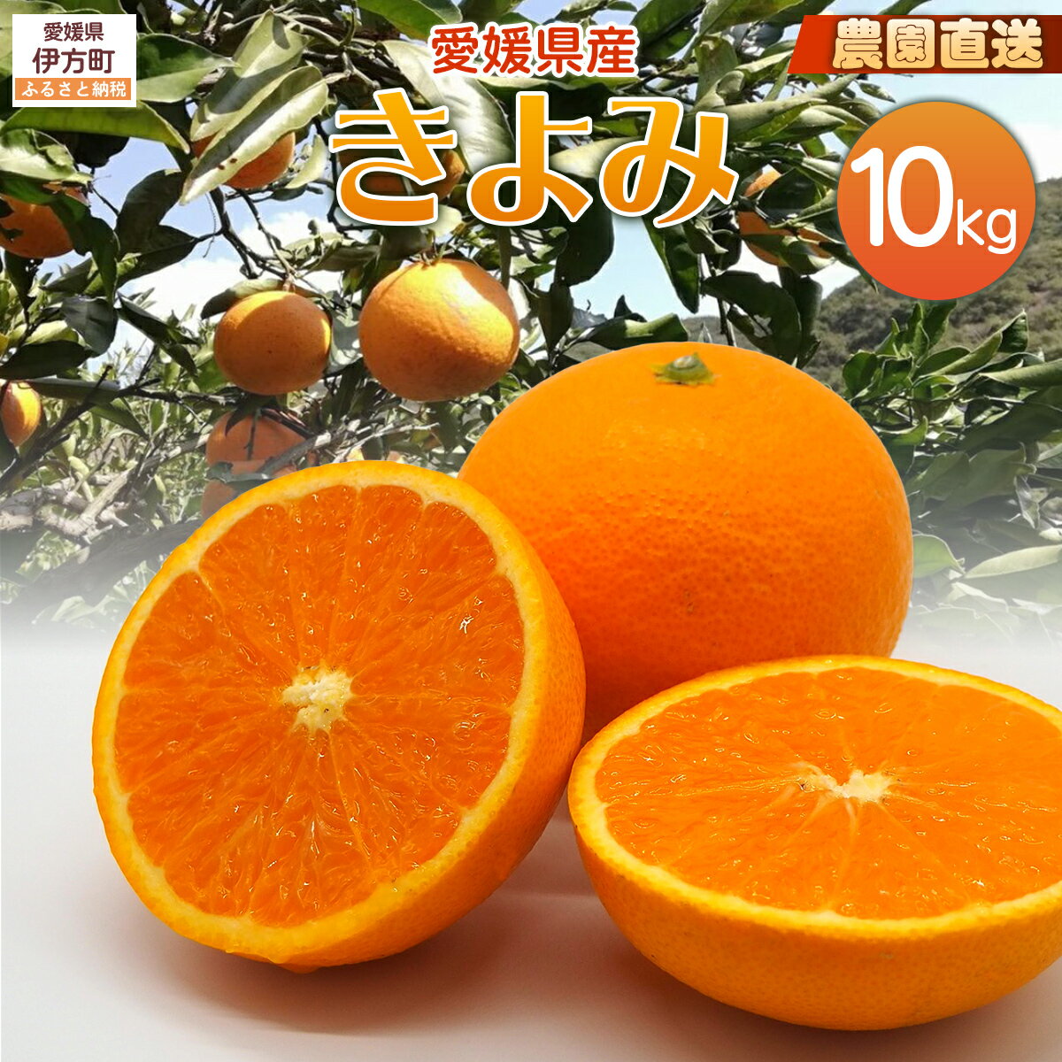 【ふるさと納税】【栽培期間中農薬不使用】【先行受付】【数量限定】農園直送！愛媛県産 きよみ 10kg （2026年2月下旬頃より順次発送） 【ふるさと納税 人気 おすすめ ランキング 柑橘 みかん 蜜柑 きよみ フルーツ 果物 産地直送 ギフト 愛媛県 伊方町 送料無料】 IKTG022