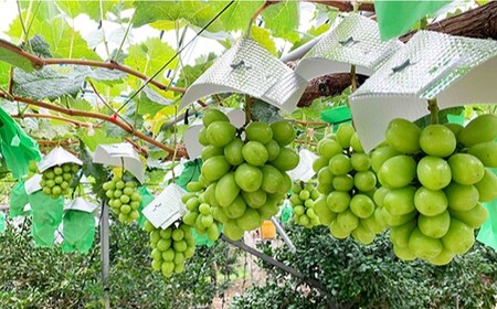 先行予約 訳あり 詰め合わせ赤白セット 約2kg＜山田果樹園＞CCX008 ぶどう