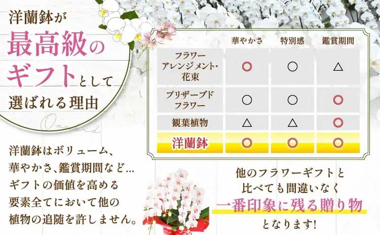 洋蘭 洋蘭ギフトL 鉢花 （高さ60～80cm） 蘭 胡蝶蘭 【森水木のラン屋さん】