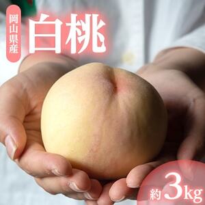 1254.岡山県産「白桃」約3kg|8月上旬頃～発送予定【配送不可地域：離島】【1488994】