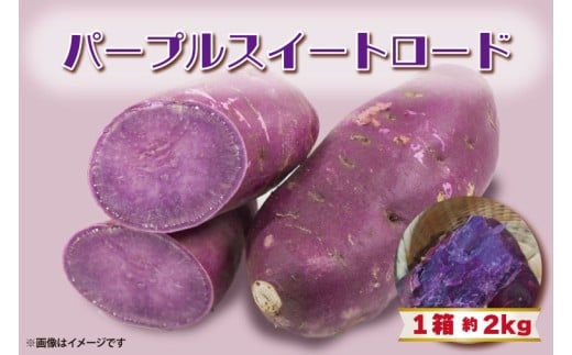 【2025年11月より順次発送】2025年度産 パープルスイートロード 約2kg｜さつまいも 芋 お芋 パープルスイートロード 渋谷農園 先行予約 茨城県 行方市(BZ-54)