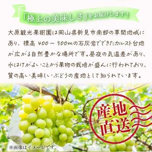 【2025年先行予約】［大原観光果樹園］瀬戸ジャイアンツ  3〜4房（約2kg）［026-a016］