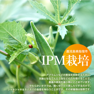 【2026年5月上旬～発送】栽培期間中、農薬の使用を抑えた指宿産オクラ160本(8本入×20袋)(エコオクラグループ/IB166-001) オクラ おくら 減農薬 野菜 夏野菜 旬 特産 夏 新鮮 鹿