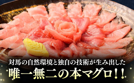 【12月中にお届け】対馬産 本マグロ 1kg（赤身500g、中トロ500g） ≪対馬市≫【桐谷商店】 トロの華 対馬 新鮮 マグロ トロ 鮪 刺身 鮮度抜群[WAQ051-12]
