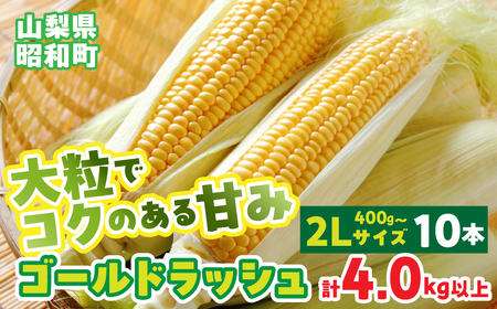 【2026年発送先行予約】山梨県産ゴールドラッシュ2Lサイズ×10本セット SWBS002