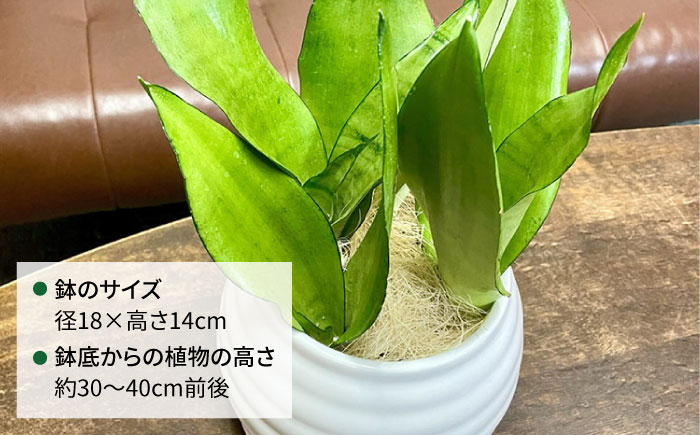 マイナスイオン発生植物！シルバーリーフ 『サンスベリア・ムーンシャイン』 ボーダーボールポット付 糸島市 / cocoha 観葉植物 グリーン 緑 インテリア [AWB045]