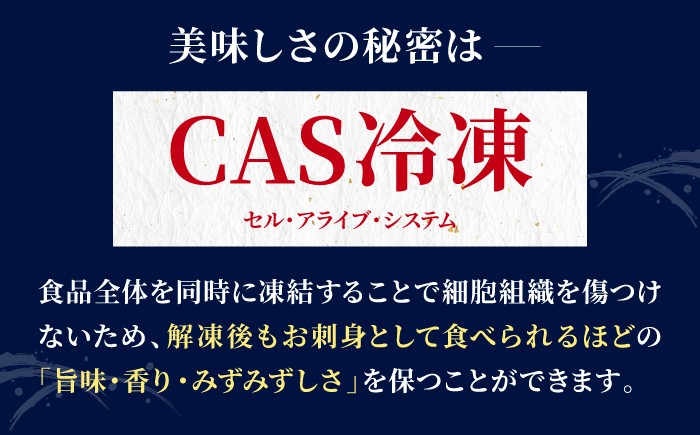 剣先イカ 活造りを呼子CASセンターから直送！