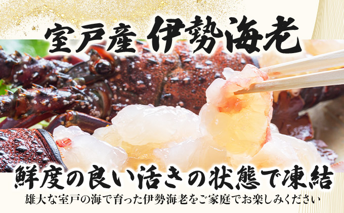 室戸産活冷伊勢海老【約５００g】　tk009