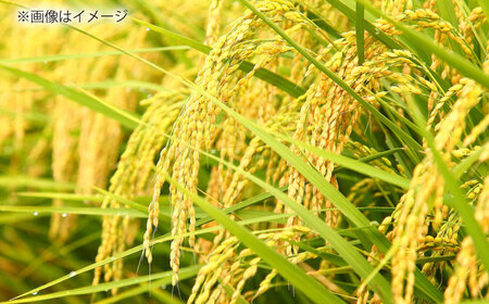 【3回定期便】島根が誇るブランド米！仁多米「大峠源流米」2kg(2kg×1) 島根県松江市/有限会社藤本米穀店[ALCG056]