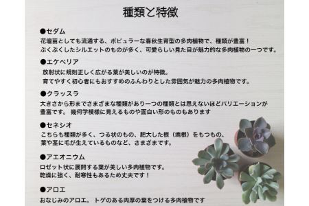 おまかせ多肉植物詰め合わせ（20種）(B160-1）