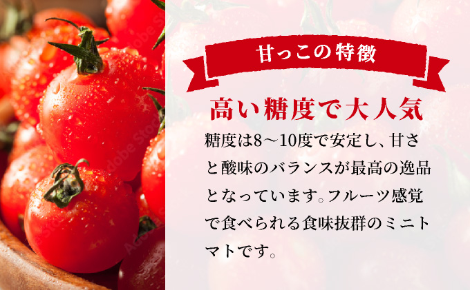 北海道伊達産 ミニトマト 甘っこ 1kg とまと 甘い 野菜 やさい 人気 新鮮 産地直送 農家直送 先行受付_イメージ3