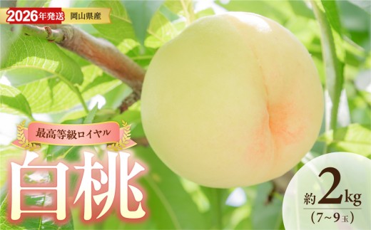 【2026年発送】岡山県産白桃（ロイヤル） 約2kg（令和8年6月中旬～8月上旬発送）【白桃 もも フルーツ モモ ロイヤル 糖度最上級 岡山県産 くだもの王国岡山 】
