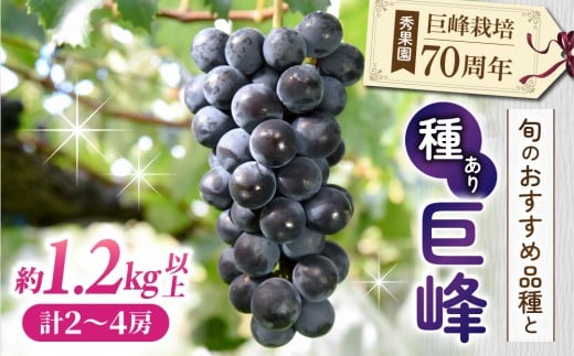 【先行受付2026年発送】巨峰栽培70周年記念セット（巨峰と旬のおすすめ品種、計2～4房、約1.2kg～1.5kg）｜秀果園　※2026年9月中旬〜10月中旬順次発送