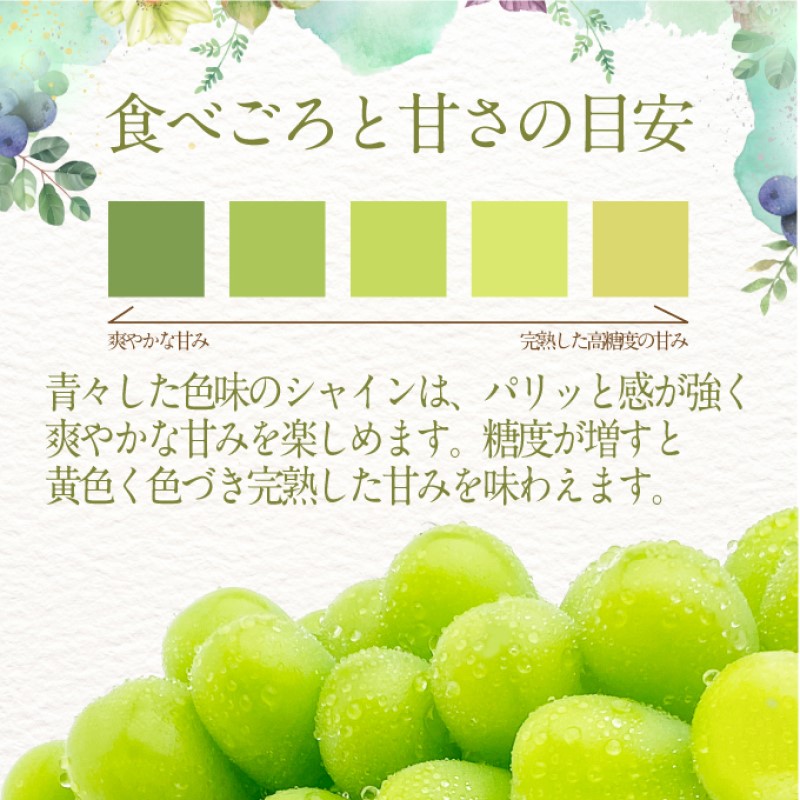 ぶどう 2024年 先行予約 シャインマスカット 晴王 2房 合計約1.2kg 岡山県産 葡萄 ブドウ ギフト ハレノフルーツ 皮ごと食べる みずみずしい