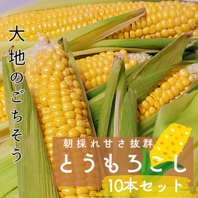 
マルカファームの朝採れ「とうもろこし」10本セット【1404268】
