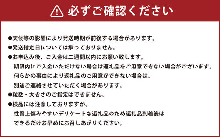 『まるで太陽の恵みをそのまま閉じ込めたような真っ赤な 大玉トマト』 約3.5kg （熊本県産） トマト とまと 野菜 大玉 【2026年1月下旬～5月下旬迄発送予定】