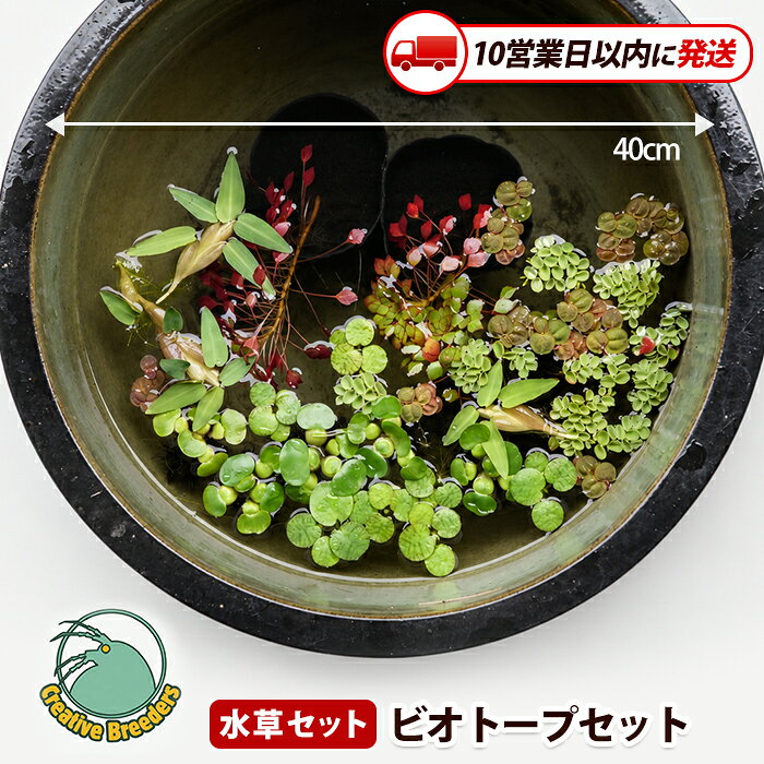 【ふるさと納税】【10営業日以内に発送】ビオトープセット 水草セット 無農薬水草 ウォーターダイヤ 根付き水草 浮草 浮き草 グリーンインテリア アクアリウム 癒し 初心者向け【アクアファームはくと】