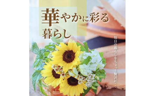 ヒマワリ切花(長さ60～80cm)【2024-6月上旬～2024-9月下旬配送】