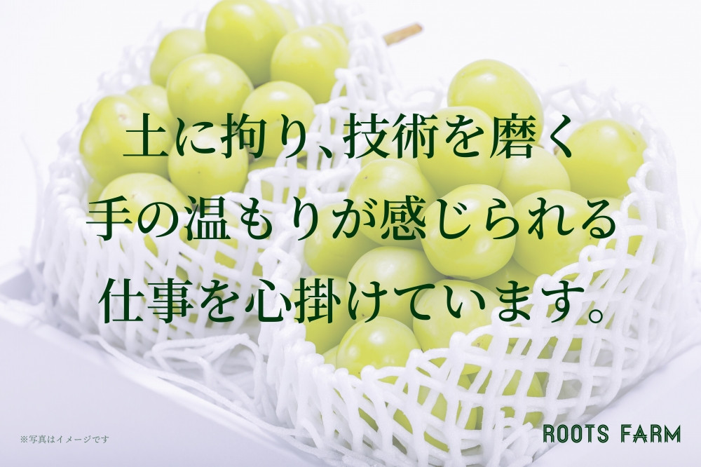 
            【数量限定】シャインマスカット希少な特大サイズ2房入り【2025年発送】（RO）C-137 【シャインマスカット 葡萄 ぶどう ブドウ 令和7年発送 期間限定 山梨県産 甲州市 フルーツ 果物】
          