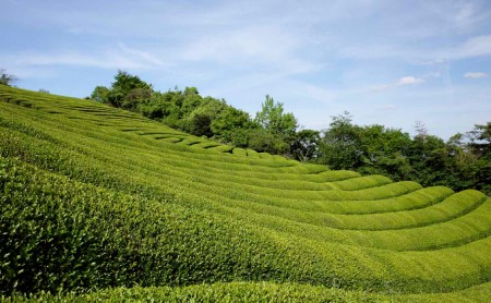 宇治抹茶【春香の昔】340g缶入（抹茶 京都