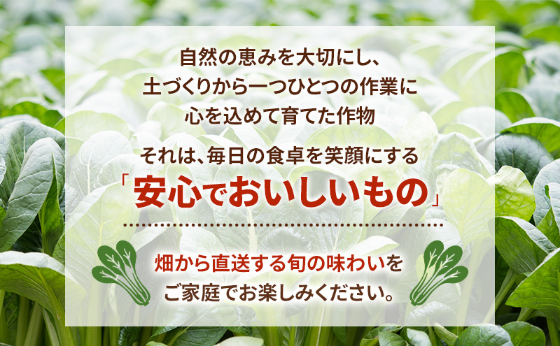 静岡県島田市産 小松菜200g×5袋　野菜 やさい こまつな 旬 国産 産地直送 詰合せ 静岡県 島田市